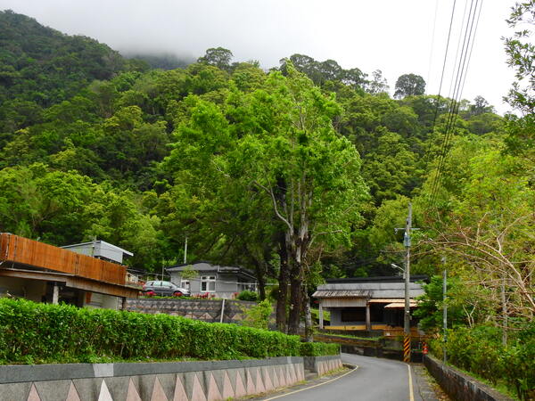 宜蘭園藝 南澳鄉金岳村 防颱樹木修剪作業