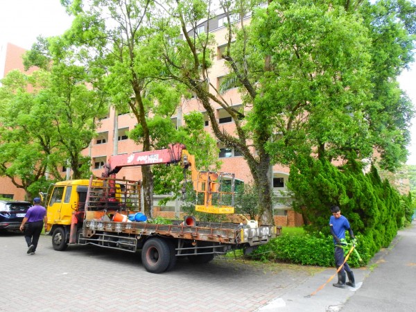 宜蘭園藝 宜蘭縣 員山鄉 私立慧燈中學 夏季防颱樹木疏刪修剪作業