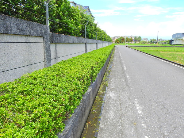 宜蘭園藝專家 宜蘭園藝 芊翠園藝 翠庭園藝 羅東別墅園藝固定維護