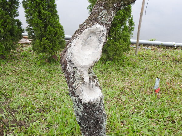 宜蘭園藝專家 樹木醫治清創外科手術(杏樹) 翠庭園藝 芊翠園藝