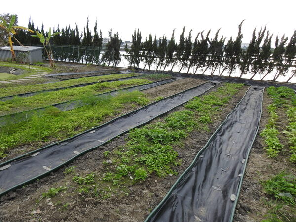 宜蘭園藝專家 芊翠園藝 翠庭園藝 壯圍別墅後院開心農場 菜畦開善作業